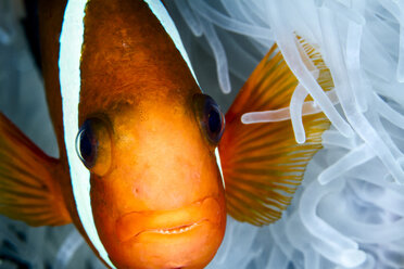 Nahaufnahme eines rot-schwarzen Anemonenfisches (Amphiprion melanopus) an einer wunderschönen Seeanemone - CAVF56155