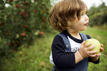 Kleiner Junge hält Apfel und schaut weg, während er im Obstgarten steht - CAVF56217