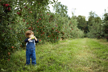 Kleiner Junge hält Apfel und schaut weg, während er auf einer Wiese im Obstgarten steht - CAVF56218