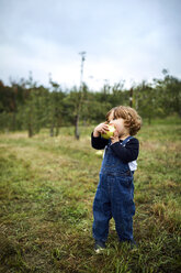 Baby boy eating apple while standing on grassy field at orchard - CAVF56219