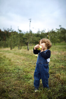 Ein kleiner Junge isst einen Apfel, während er auf einer Wiese im Obstgarten steht - CAVF56219