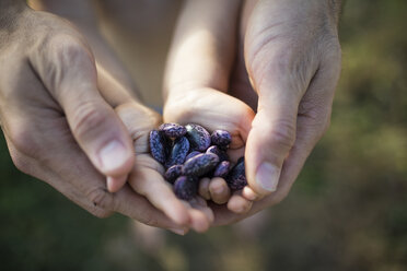 Vater und Sohn halten Kidneybohnen im Gemeinschaftsgarten in der Hand - CAVF56224