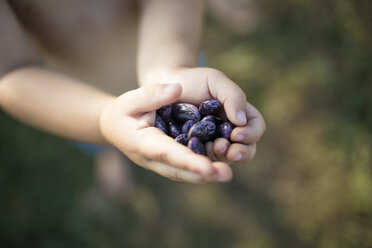 Cropped hands of boy holding kidney beans at community garden - CAVF56225