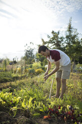 Seitenansicht eines Mannes, der in einem Gemeinschaftsgarten Karotten gegen den Himmel erntet - CAVF56231