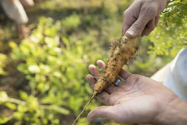 Abgeschnittene Hände eines Mannes, der eine Karotte im Gemeinschaftsgarten hält - CAVF56233