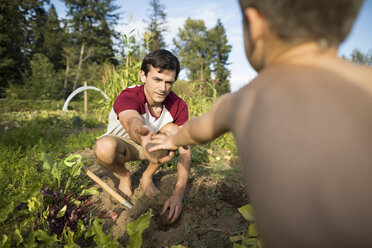 Father giving vegetable to shirtless son while crouching at community garden - CAVF56234