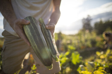 Mittelteil eines Mannes, der Zucchini hält, während er im Gemeinschaftsgarten steht - CAVF56245