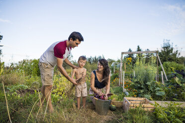 Shirtless son holding cereal plants while standing between mother and father at community garden - CAVF56251