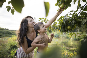 Mutter hält ihren Sohn ohne Hemd, während sie im Gemeinschaftsgarten Obst von den Zweigen pflückt - CAVF56258