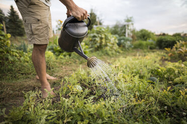 Niedriger Ausschnitt eines Mannes, der Pflanzen im Gemeinschaftsgarten gießt - CAVF56269