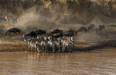 Gnus und Zebras am Flussufer im Serengeti-Nationalpark - CAVF56307