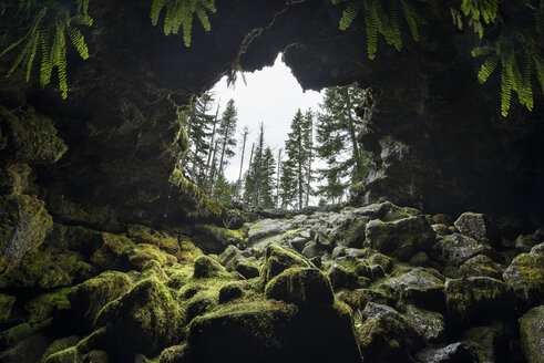 Niedriger Blickwinkel auf Bäume durch Oles Höhle gesehen - CAVF56377