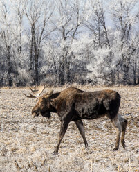 Moose standing on field at forest during winter - CAVF56401