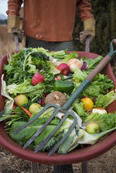 Mann in der Mitte, der Obst und Gemüse in einer Schubkarre trägt - CAVF56420
