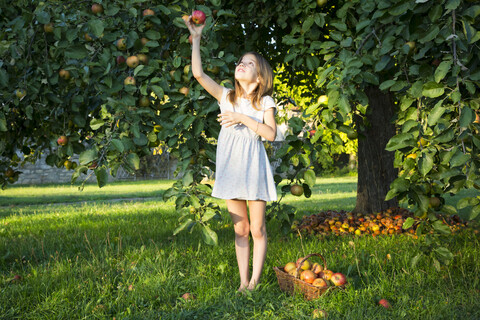 Kleines Mädchen pflückt Apfel vom Baum, lizenzfreies Stockfoto