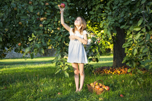 Little girl picking apple from tree - LVF07571