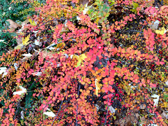Pflanzen im Herbst, Deutschland - JTF01142