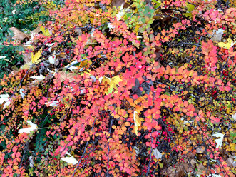 Plants in autumn, Gdermany - JTF01142