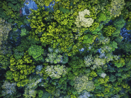 Seychellen, La Digue, Luftaufnahme des Regenwaldes - MMAF00711