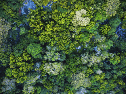 Seychelles, La Digue, Aerial view of rain forest - MMAF00711