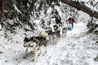 Man dogsledding amidst trees on snowy field - CAVF56454