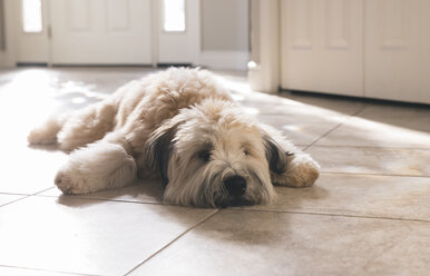 Porträt eines Hundes, der zu Hause auf dem Boden liegt - CAVF56467