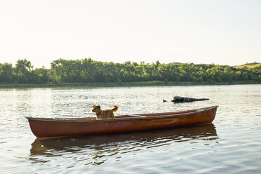 Hund stehend auf Kanu in Fluss gegen klaren Himmel - CAVF56477