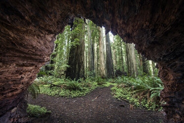 Trees seen through cave at Jedediah Smith Redwoods State Park - CAVF56482