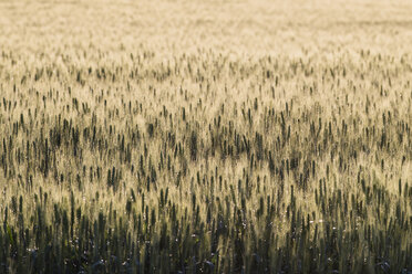 High angle view of crops growing on field - CAVF56486