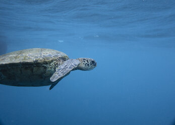 Nahaufnahme einer Schildkröte, die unter Wasser schwimmt - CAVF56509