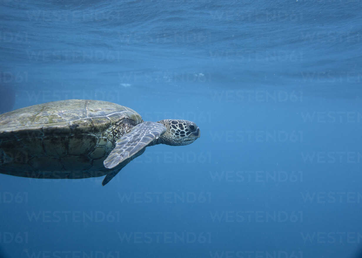 Nahaufnahme einer Schildkröte, die unter Wasser schwimmt, lizenzfreies  Stockfoto