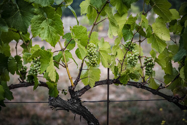 Weintrauben an Pflanzen im Weinberg - CAVF56513