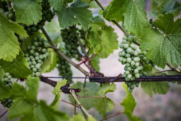 Weintrauben auf Pflanzen im Weinberg - CAVF56514