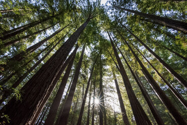 Low angle view of trees growing against sky in forest - CAVF56515