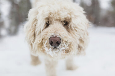 Nahaufnahme eines Hundes auf einem schneebedeckten Feld - CAVF56637