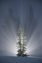 Lichteinfall durch Bäume im Wald im Winter bei Nacht - CAVF56691