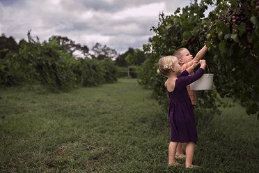 Schwester hält Eimer, während Bruder Früchte von Pflanzen auf dem Bauernhof pflückt - CAVF56724