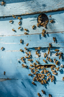Bienenstock und Honigbienen - VPIF01136
