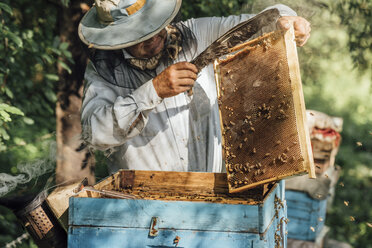 Russland, Imker kontrolliert Rahmen mit Honigbienen - VPIF01142