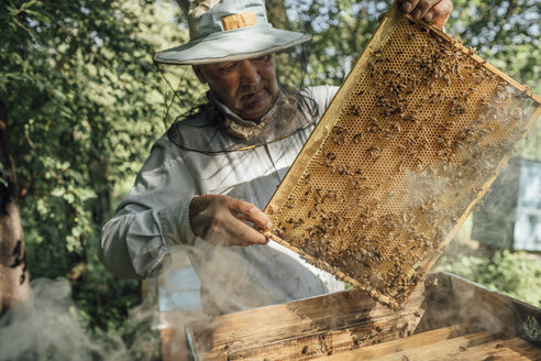 Russland, Imker kontrolliert Rahmen mit Honigbienen - VPIF01144