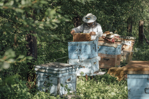 Russland, Imker kontrolliert Rahmen mit Honigbienen, lizenzfreies Stockfoto