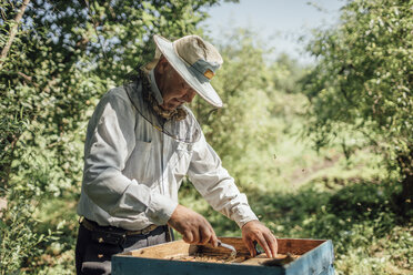 Russland, Imker kontrolliert Rahmen mit Honigbienen - VPIF01148