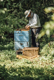 Russland, Imker bei der Kontrolle des Bienenstocks - VPIF01150