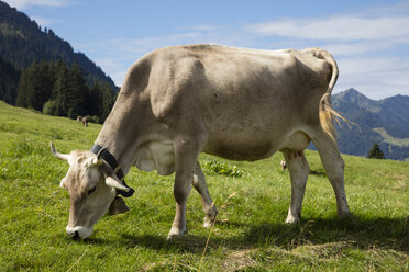 Austria, Vorarlberg, Allgaeu Alps, brown cattle - WIF03680