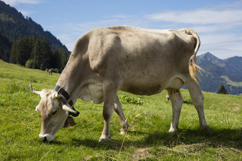 Österreich, Vorarlberg, Allgäuer Alpen, Braunvieh - WIF03680