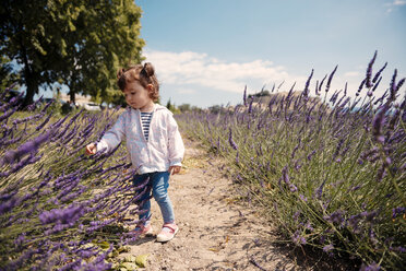 Frankreich, Grignan, kleines Mädchen erkundet Lavendelblüten - GEMF02587