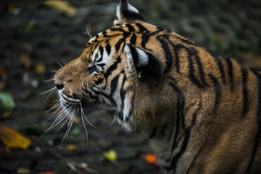 This is a tiger portrait. This menacing tiger have great orange eyes. stock  photo