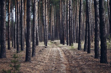 Scenic view of trees growing on field in forest - CAVF56788