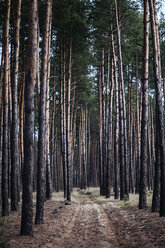 Tranquil view of trees growing on field in forest - CAVF56789