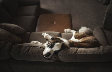 Hoher Blickwinkel auf einen Hund, der zu Hause auf dem Sofa liegt - CAVF56821